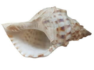 sea shell isolated on white