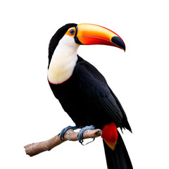 Naklejka premium Close-up of a vibrant toucan perched on a branch.
