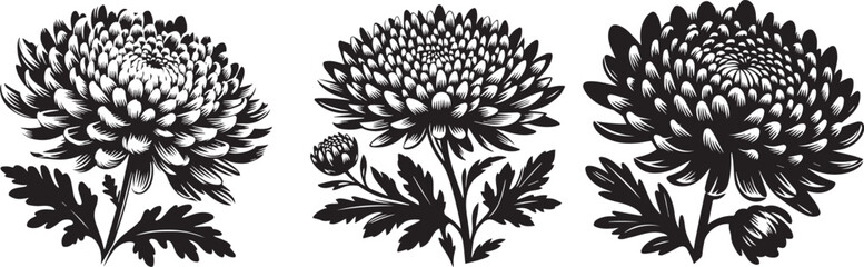 Chrysanthemum flower silhouette vector illustration