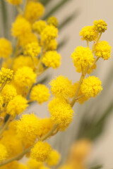 Soft focus Yellow Mimosa spring flowers twig. Natural blur background.