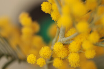 Soft focus Yellow Mimosa spring flowers twig. Natural blur background.