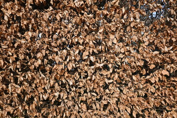 A close up of a tree with brown leaves