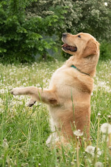 Golden Retriever Dancing in a Dandelion Field