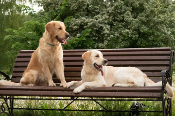 Golden Retrievers Relaxing on a Park Bench Together