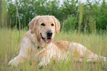 Golden Retriever Relaxing in a Lush Green Field