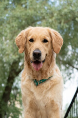 Golden Retriever with Tongue Out in a Park