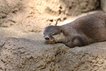 うつ伏せで寝るコツメカワウソ