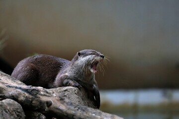 あくびをするコツメカワウソ