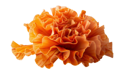 Vibrant orange carnation blooming with delicate petals on transparent background