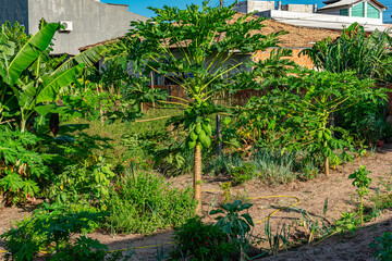 pé de mamão com frutos