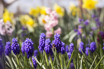 A bee flies to pollinate blue muscari in the garden, with yellow daffodils and hyacinths in the background