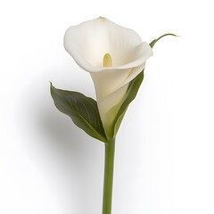 White Calla Lily, single stem, studio shot, white background, floral design