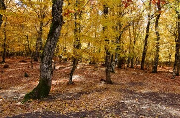 rural areas and landscapes. Autumn season and photos of trees and forests with yellowed leaves.