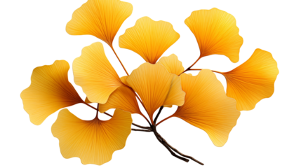 Ginkgo Biloba Leaves Autumn Botanical Art, Golden and Orange Design for Nature Themes, isolated on transparent background.
