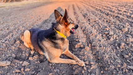 German shepherd relaxes in plowed field at sunset, enjoying the peaceful rural atmosphere