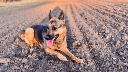 Dog relaxes on freshly plowed farm land under warm evening sunlight in a serene rural setting