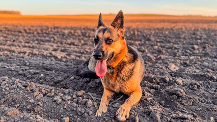German shepherd relaxing on barren ground during sunset near open field landscape