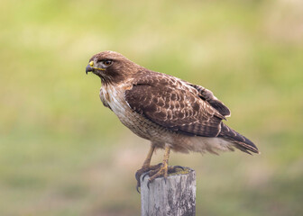 A red-tailed hawk (Buteo jamaicensis) perched in Point Reyes National Seashore, California, North America