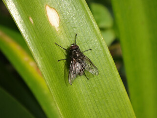 Male muscid fly (Helina evecta) sitting on a green leaf