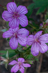Close up of a sticky geranium wild flower