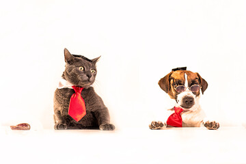 funny jack russell terrier puppy and gray burmese cat in a wizard's hat, red tie and glasses....