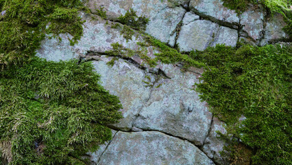 Felsen mit schönem Moos bedeckt