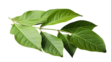 Obraz premium Tropical Green Leaves Vibrant Foliage, Botanical Texture for Nature Themes, isolated on transparent background.