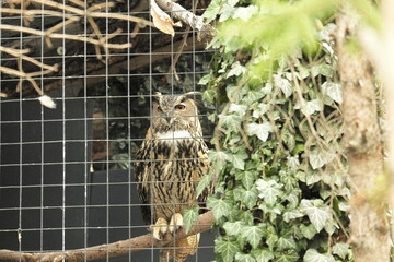 great horned owl perched on a branch