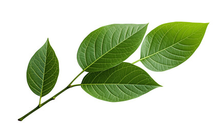 Fototapeta premium Green Leaves Branch Fresh Spring Foliage, Botanical Design for Eco Themes, isolated on transparent background.