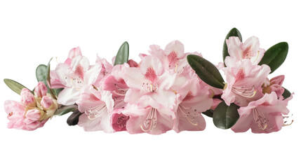 Pink rhododendron flowers blooming with transparent background