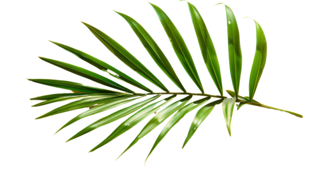 Single green palm tree leaf isolated on transparent background