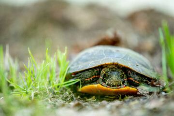 Painted turtle on the grass seen close-up