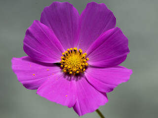 Flor color violeta