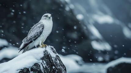 White falcon perched on snowy rock during snowfall.