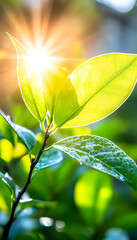 Fototapeta premium Sun shining through green leaves of a plant