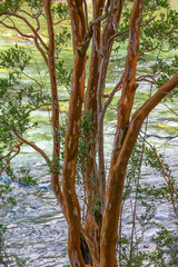 Lakefront myrtle tree, los alerces national park, chubut, argentina