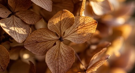 Dried Hydrangea Flower Close-up with Soft Warm Light for Still Life