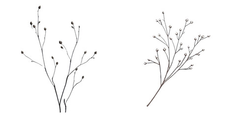 Minimal Botanical Branches in Black and White