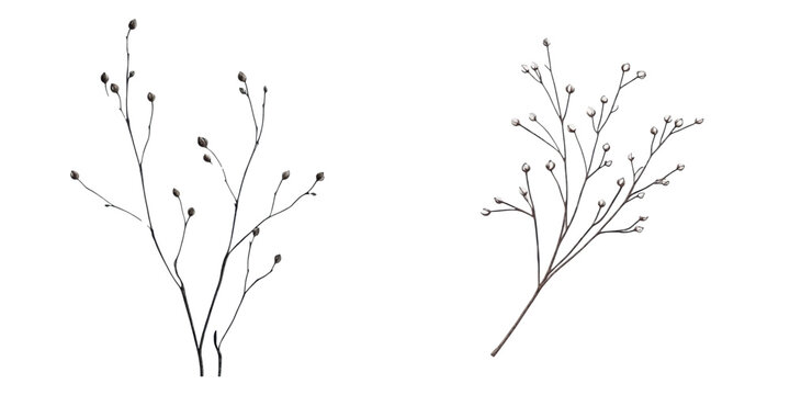 Minimal Botanical Branches in Black and White