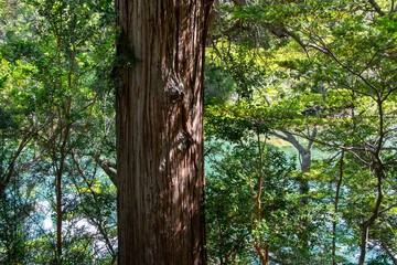 Larch tree trunk, los alerces national park, chubut argentina
