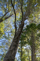 Larch trees, los alerces national park, chubut argentina