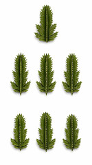 Green Leaf Origami