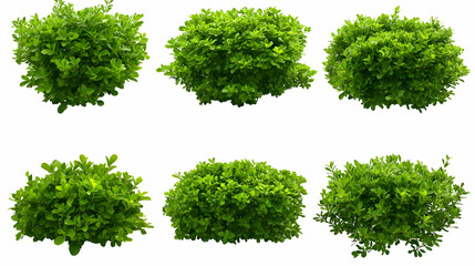 Green Bush Collection: Top View