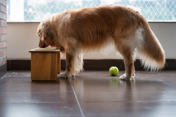 Golden Retriever Drinking from a Raised Wooden Bowl or Feeding Station