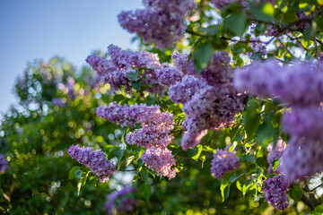Lilac blossom in spring. Lilac flowers and green leaves sway in the wind. The rays of the evening sun illuminate the beautiful lilac trees.