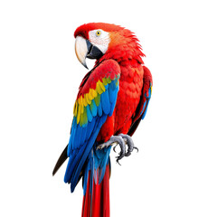 Fototapeta premium Vibrant Macaw Perched Against a Simple Background