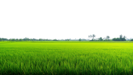 a vibrant green rice field stretches across the horizon under a clear sky showcasing the beauty of agriculture and the importance of rice cultivation in rural landscapes