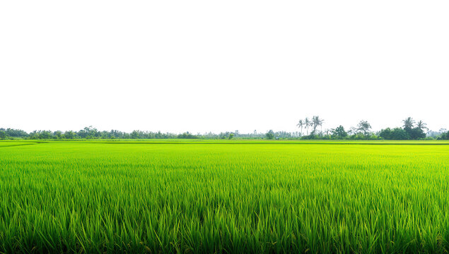 a vibrant green rice field stretches across the horizon under a clear sky showcasing the beauty of agriculture and the importance of rice cultivation in rural landscapes