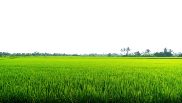 a vibrant green rice field stretches across the horizon under a clear sky showcasing the beauty of agriculture and the importance of rice cultivation in rural landscapes