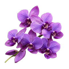 Obraz premium Vibrant Purple Orchids on White Background